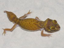 Nephrurus levis occidentalis